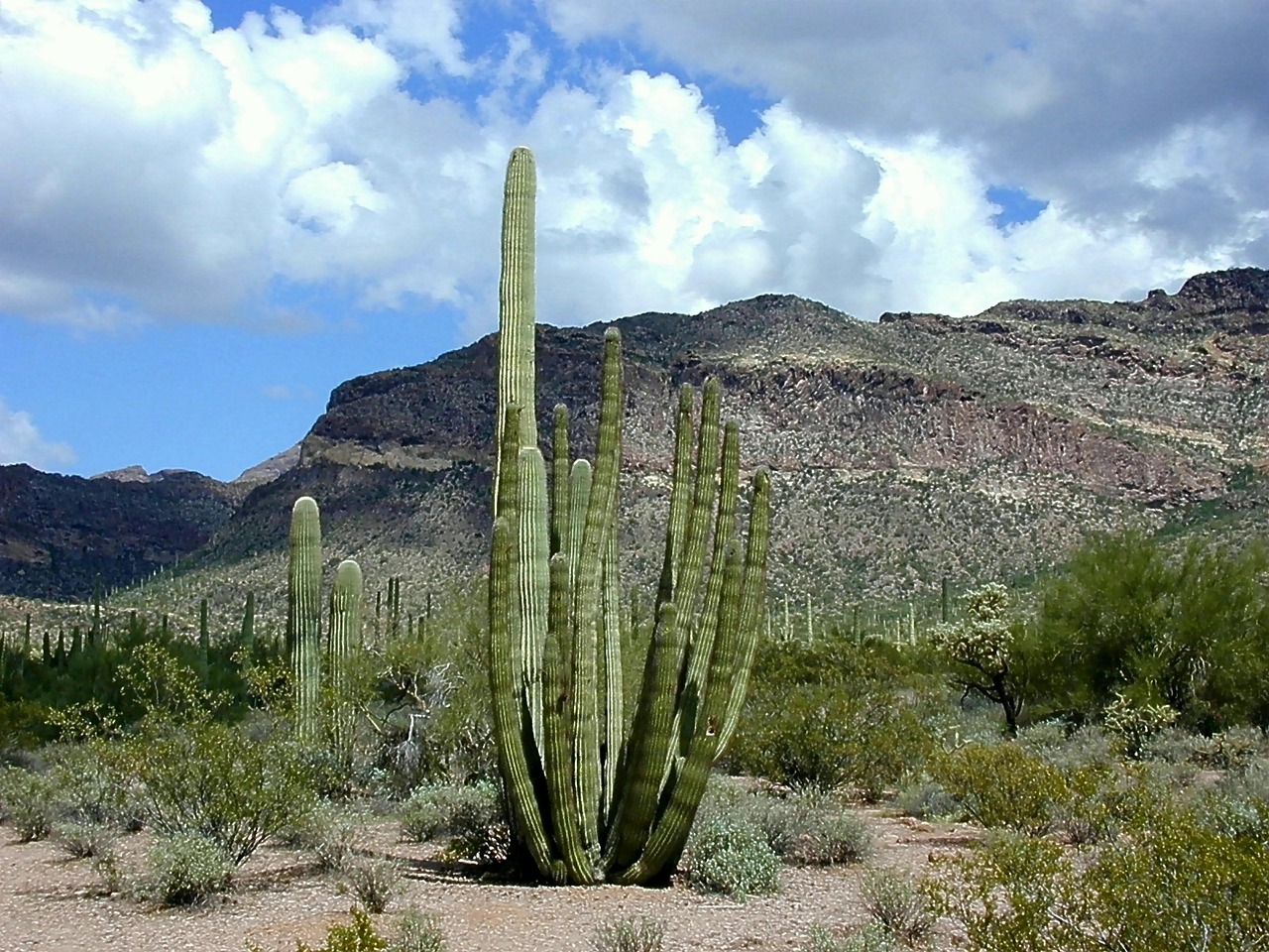 cactus desert organ pipes national park free photo