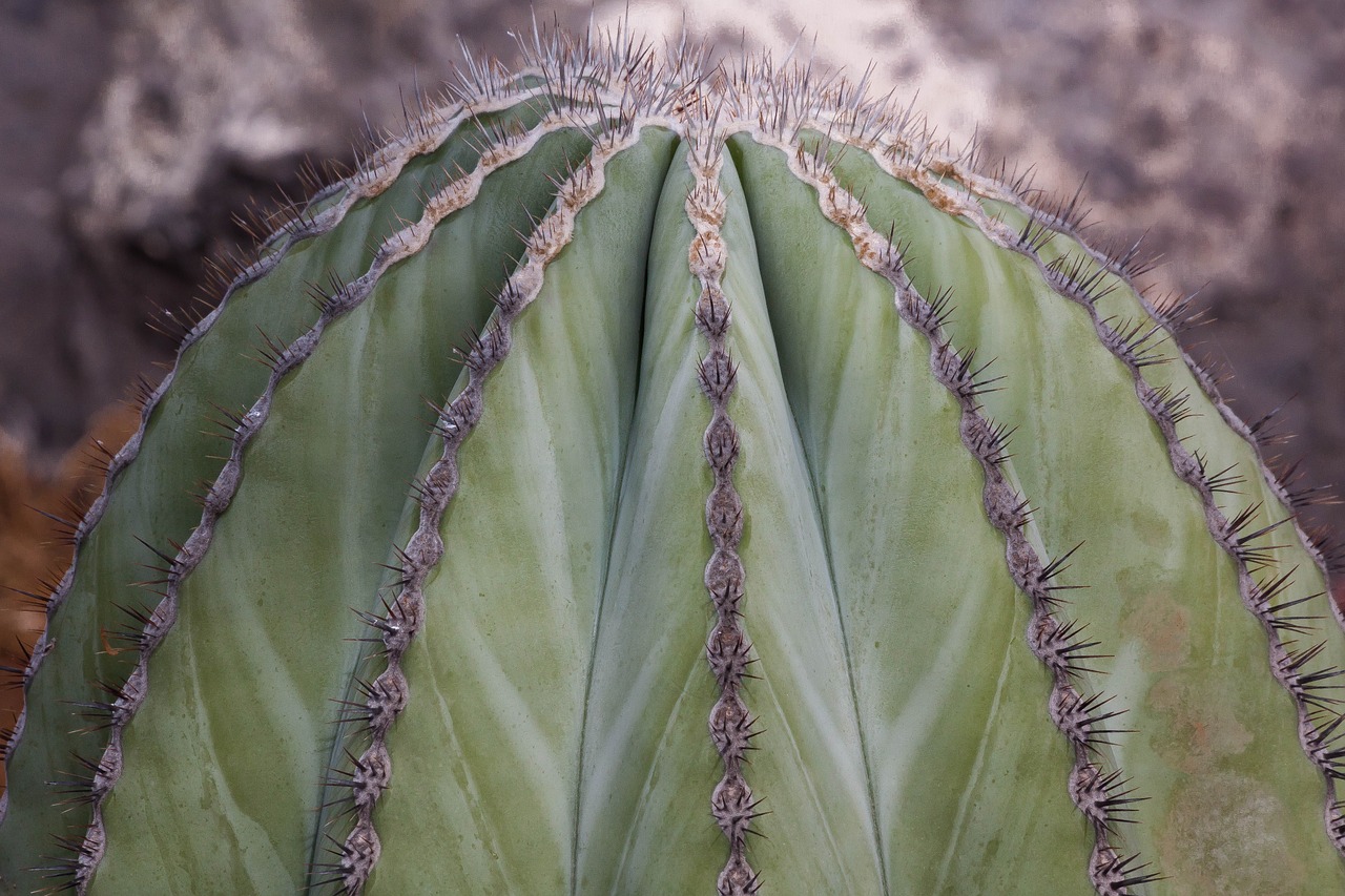 cactus spur thorns free photo