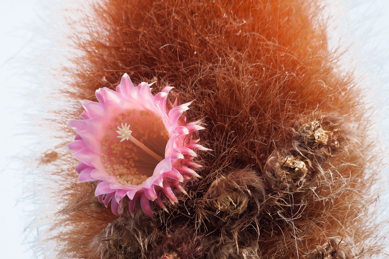 cactus blossom bloom free photo