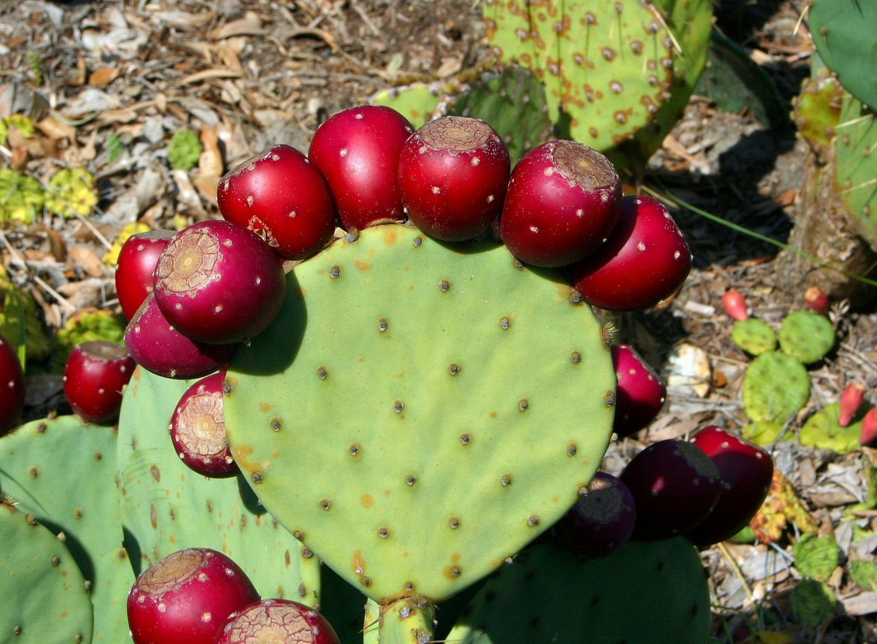 cactus prickly pear thorny free photo