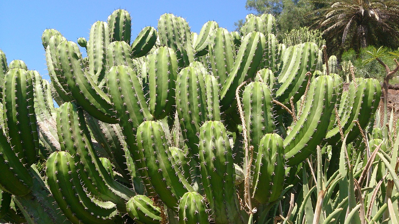 cactus spike plant free photo