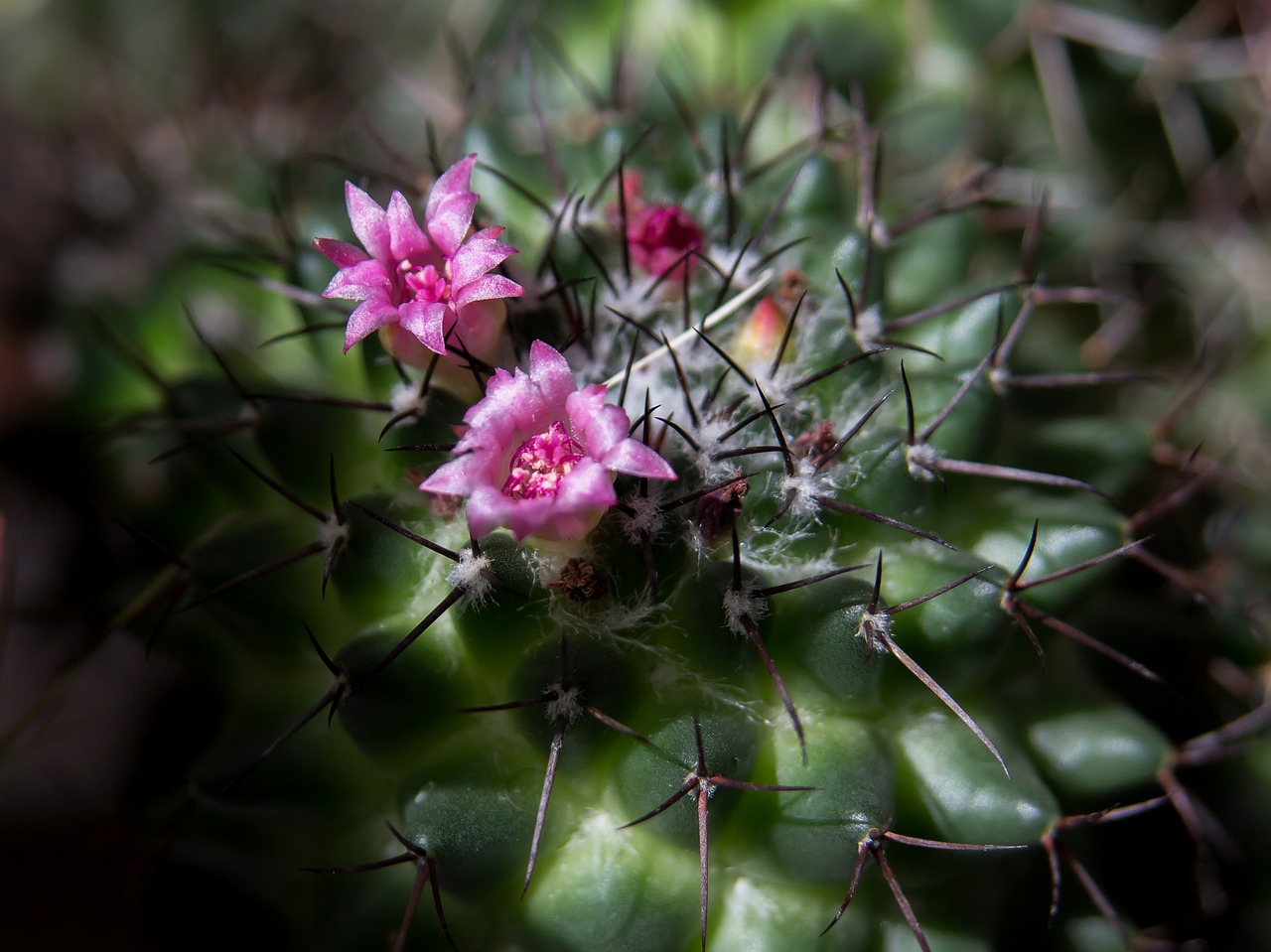 cactus spur cactus blossom free photo