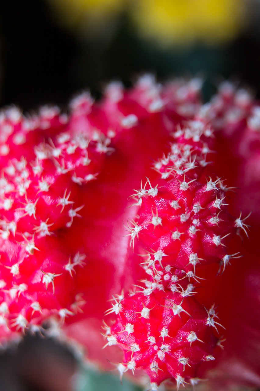 cactus spur cactus blossom free photo