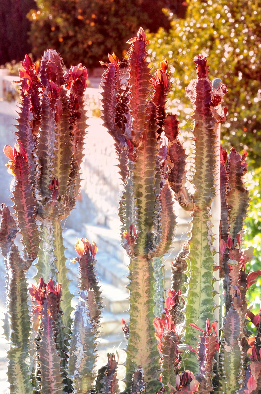 cactus spain plant free photo