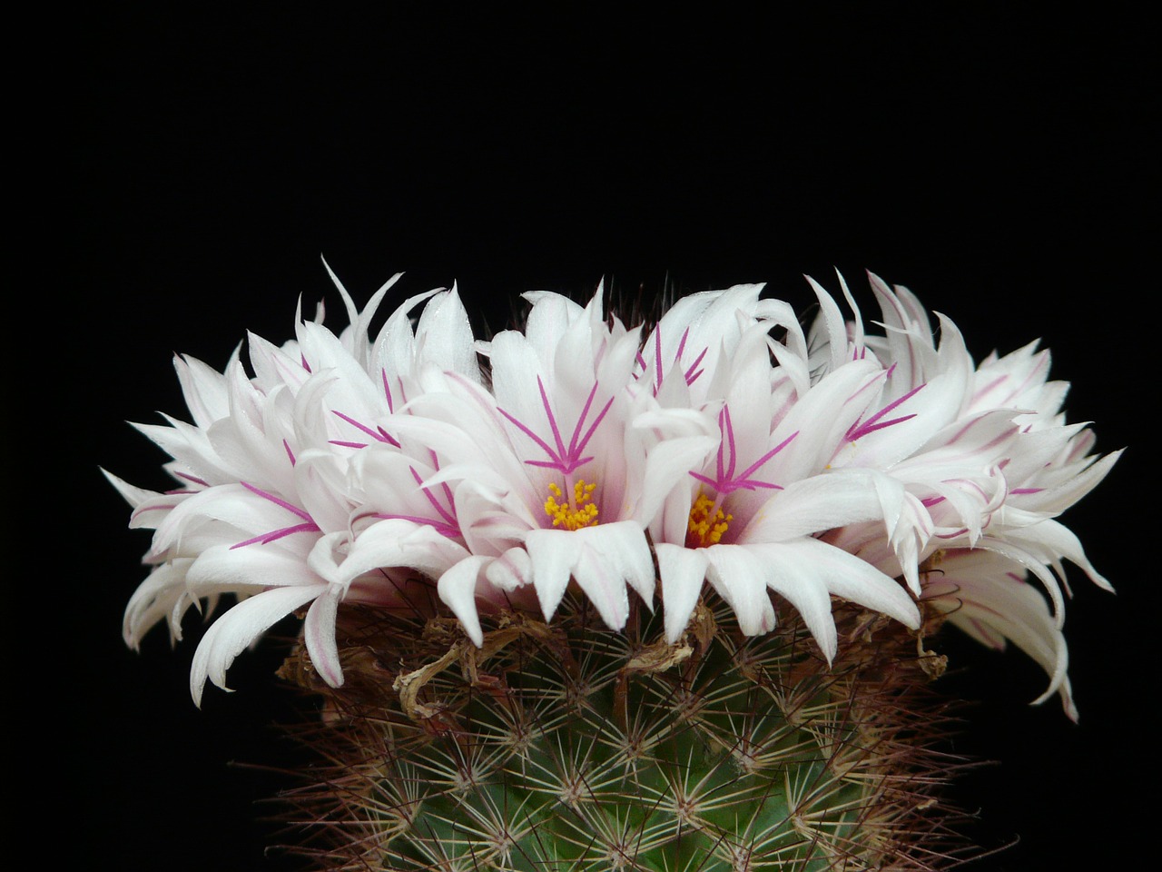 cactus white flowers free photo