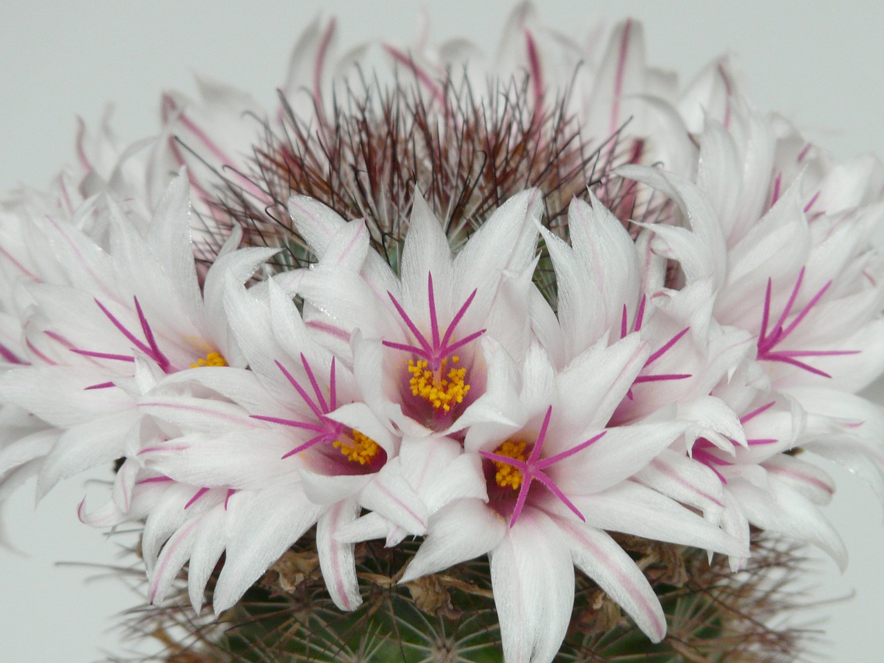 cactus white flowers free photo