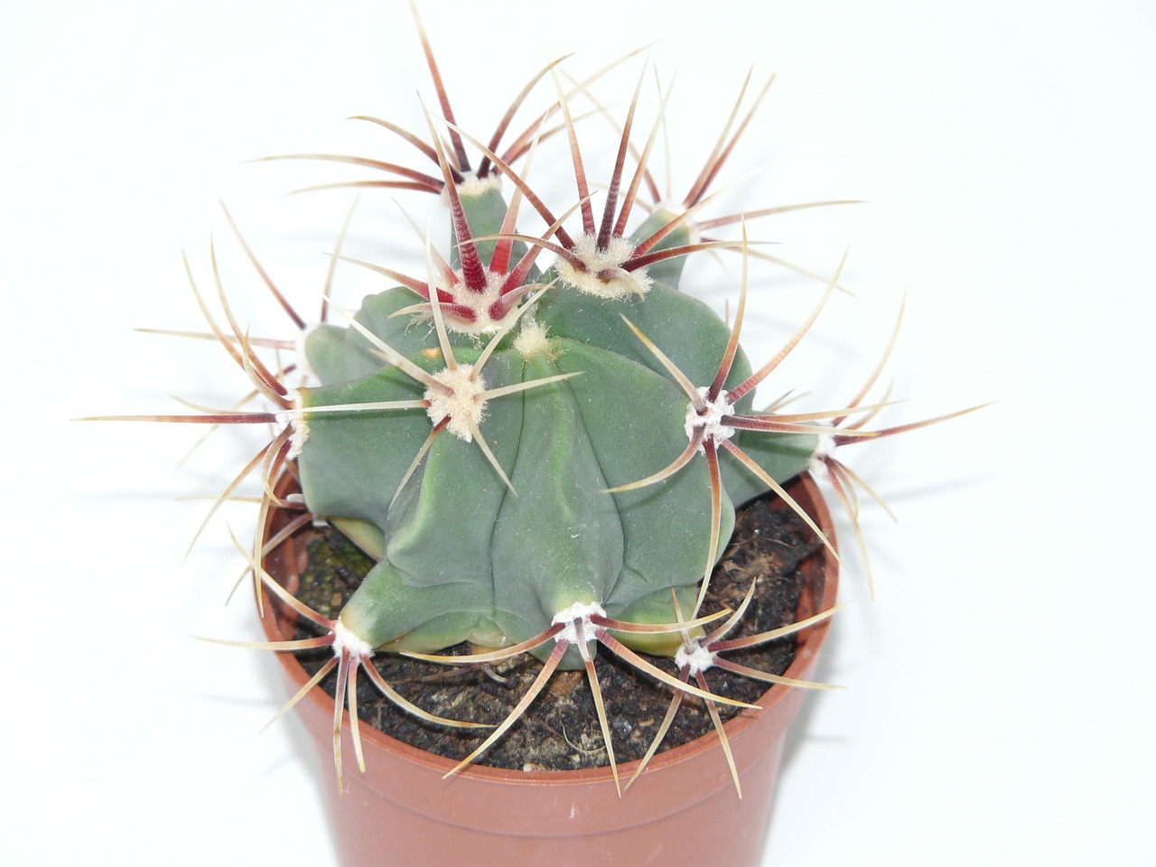 cactus ferocactus latispinus ferocactus free photo