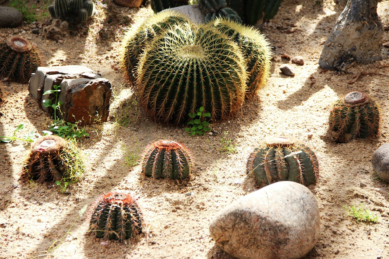 cactus thorn plant free photo