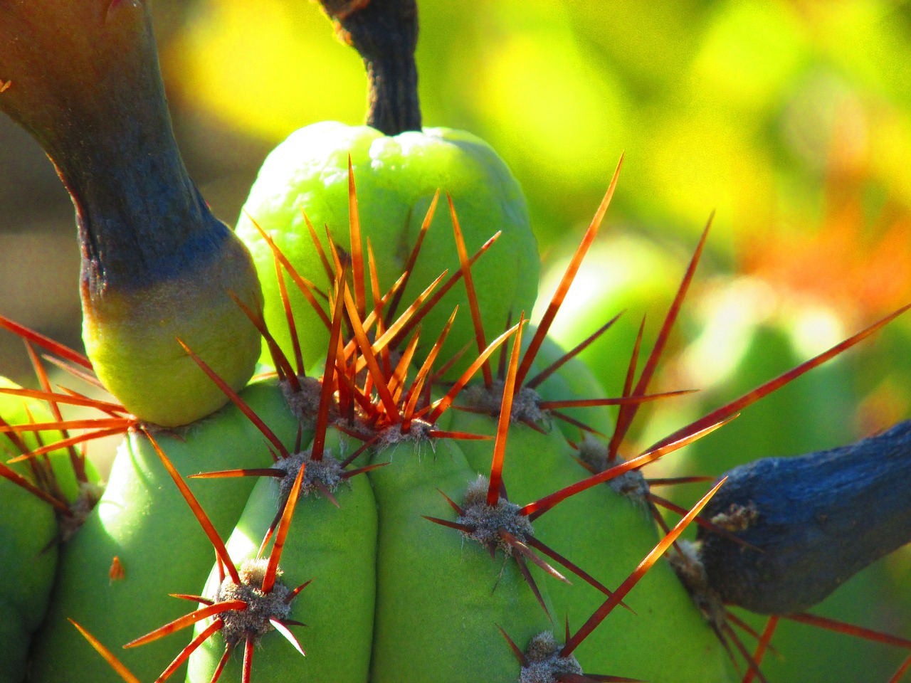 cactus nature plant free photo