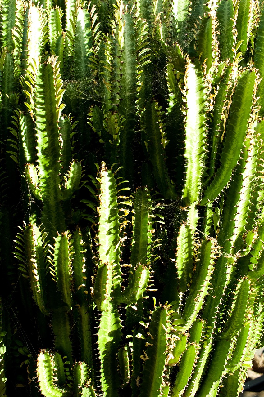 cactus spiny trip free photo