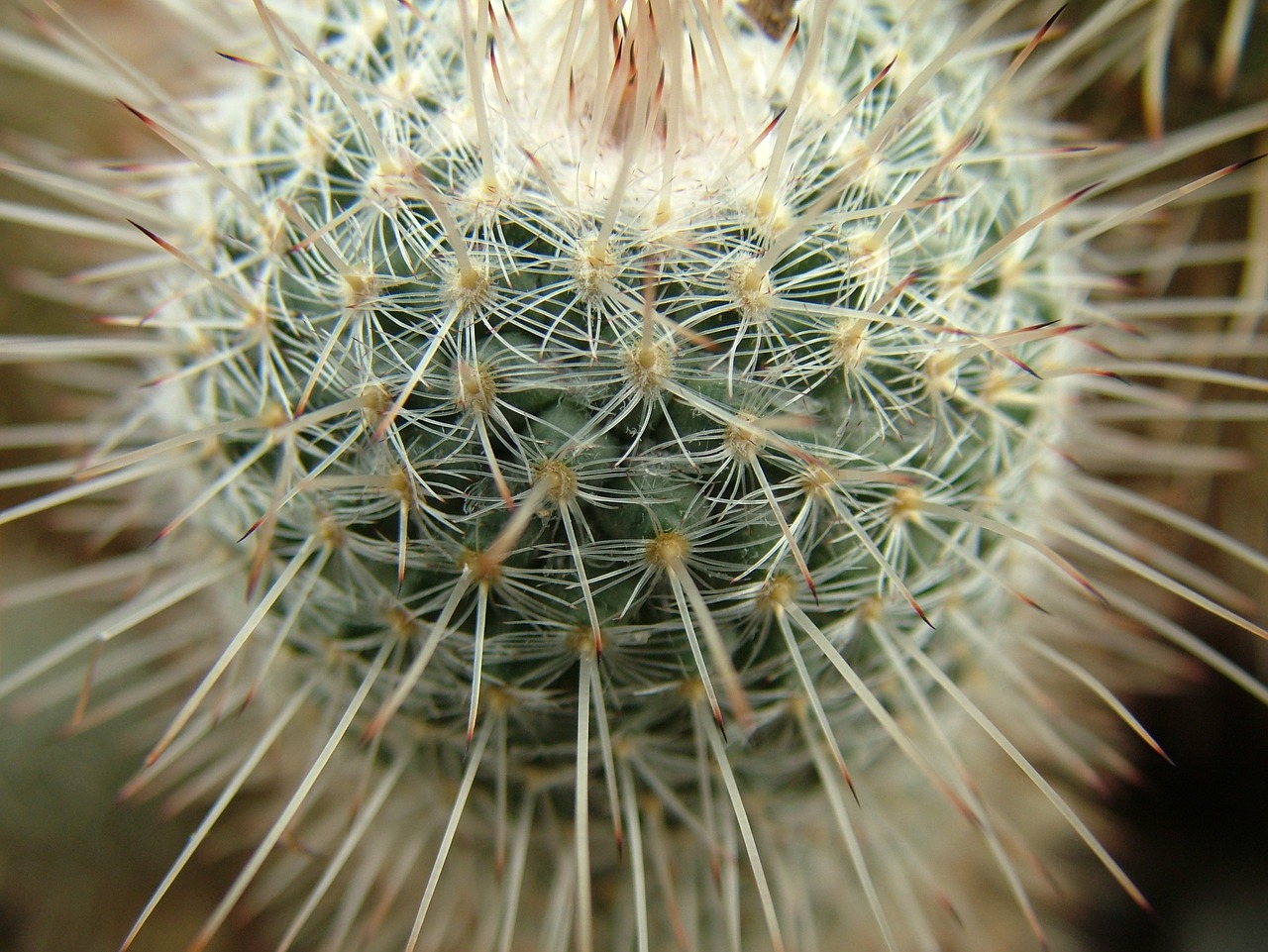 cactus green desert free photo