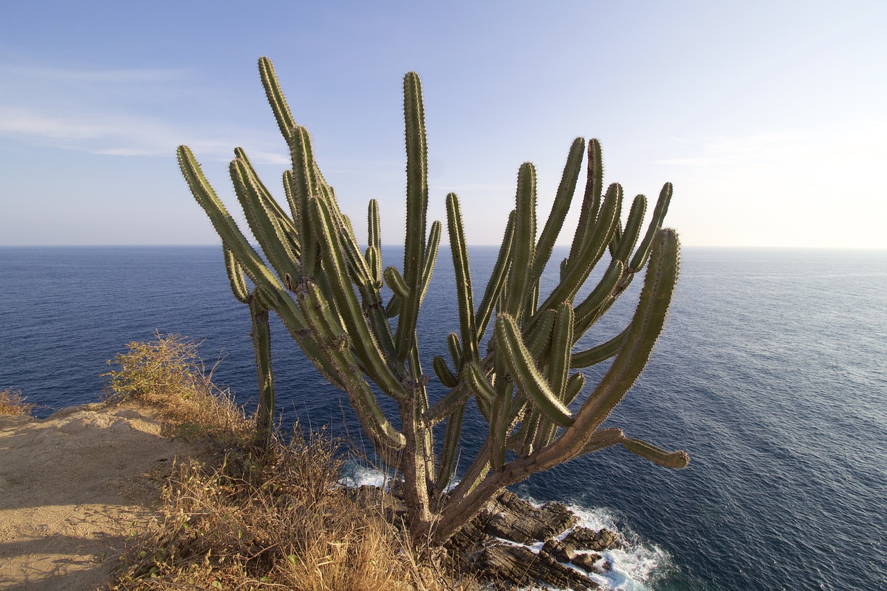 cactus ocean pacific free photo