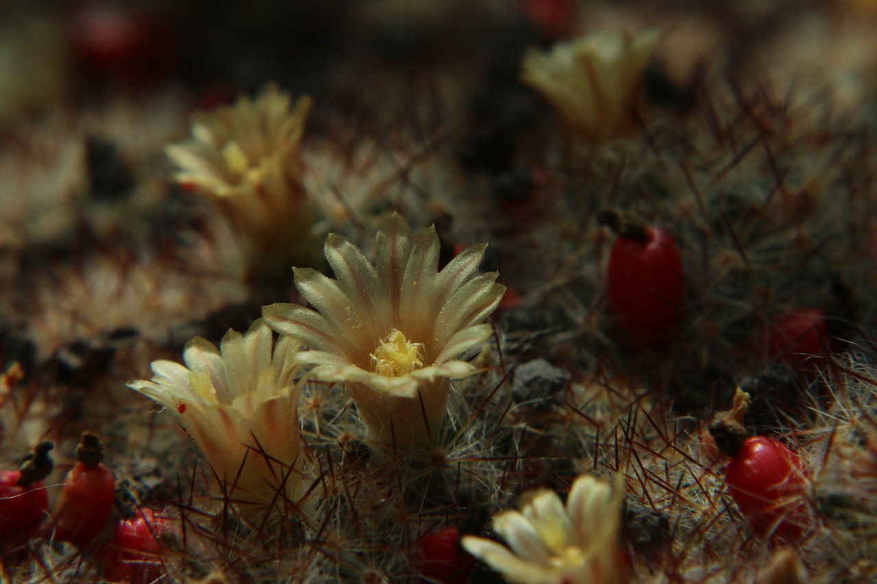 cactus flowers cactus flower free photo