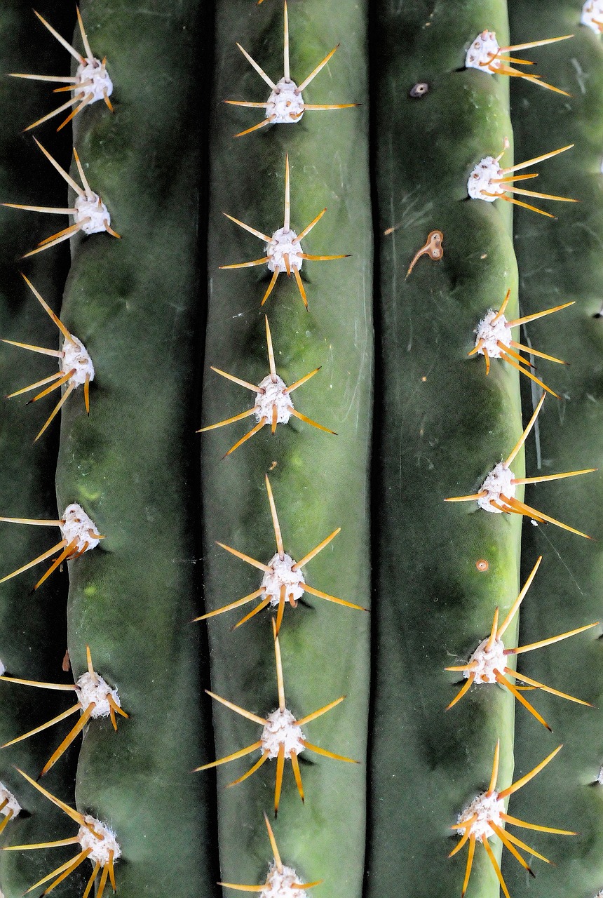 cactus spice thorns free photo