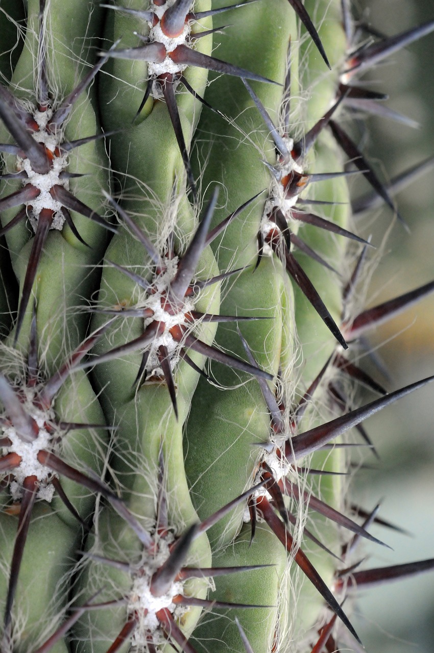 cactus spice thorns free photo