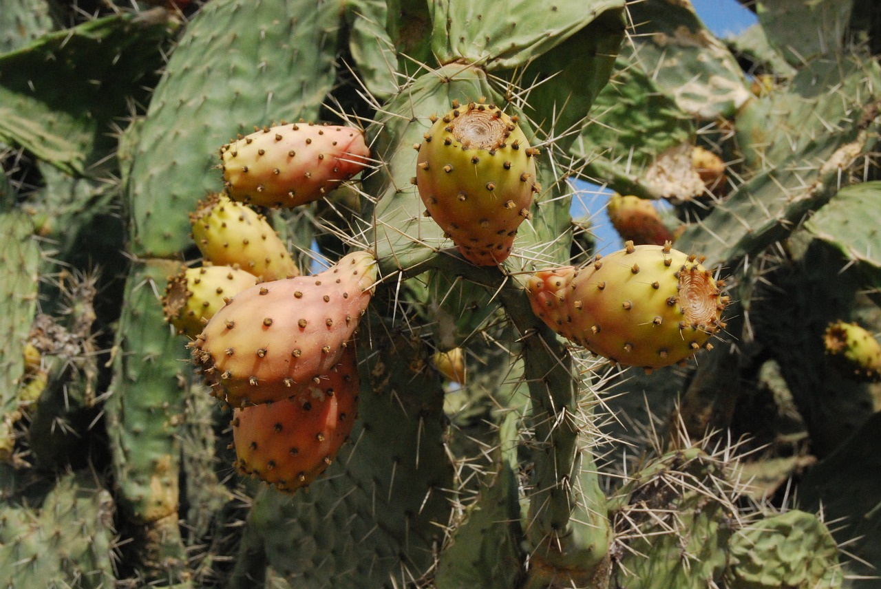 cactus prickly pear wild fruit free photo