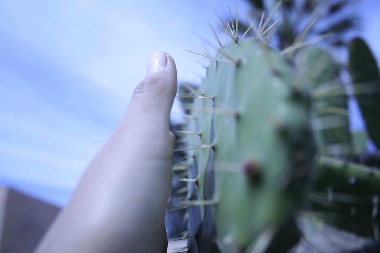 cactus sky hand free photo
