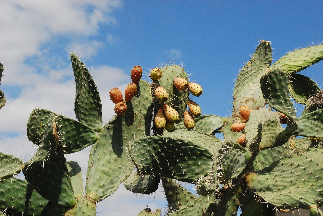 cactus prickly pear wild fruit free photo