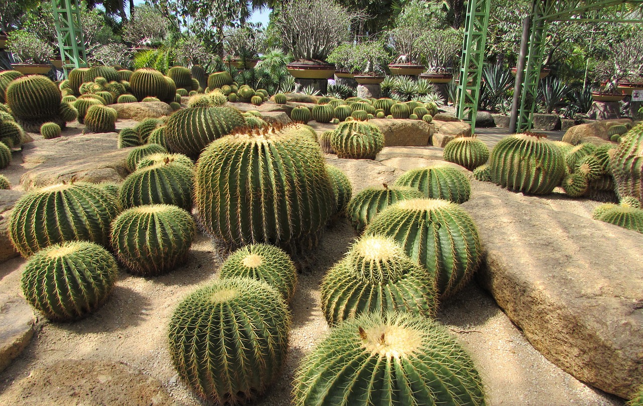 cactus park nature free photo