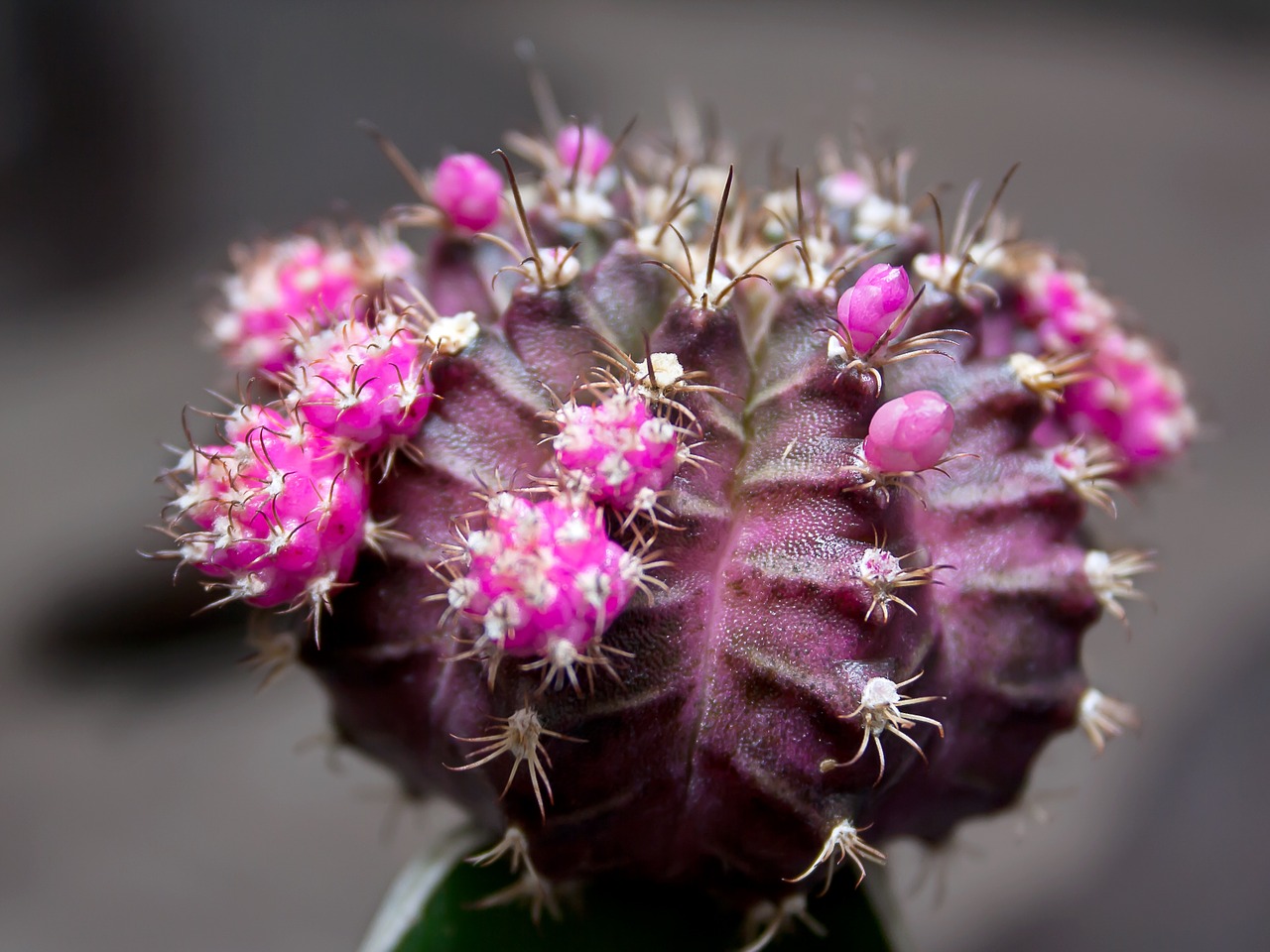 cactus spur arizona free photo