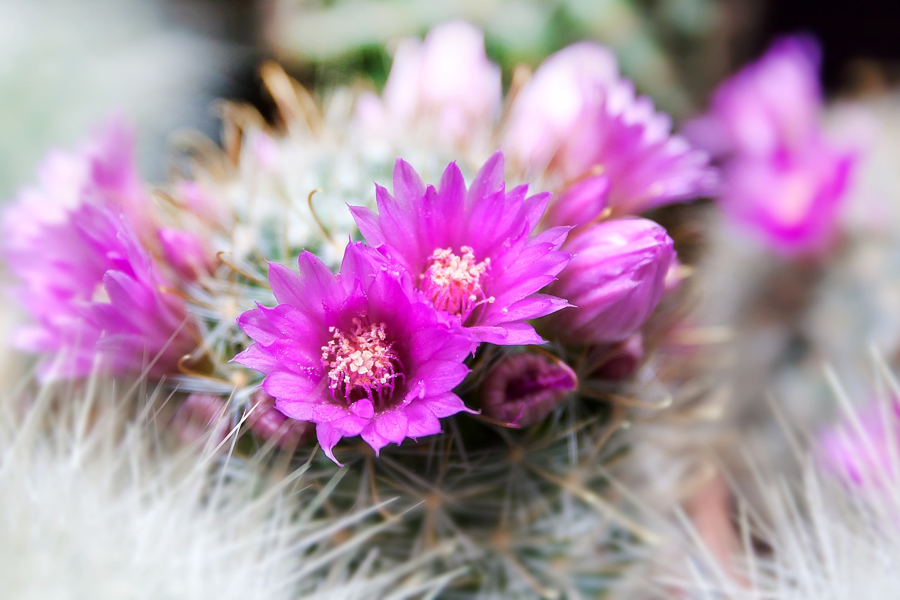 cactus spur arizona free photo
