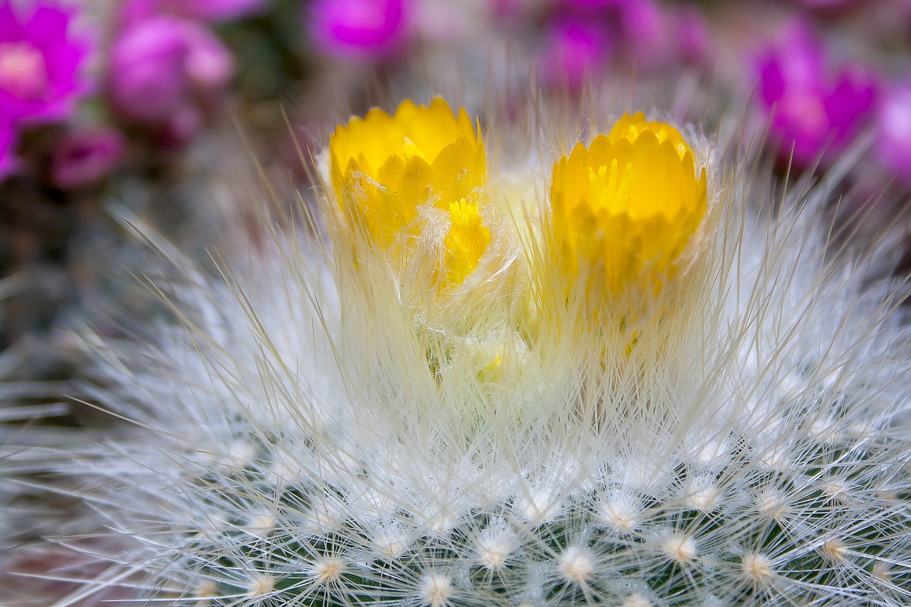 cactus prickly plant free photo