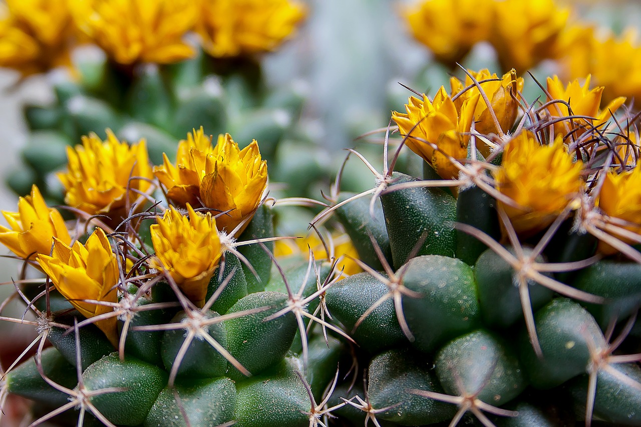 cactus spur plant free photo