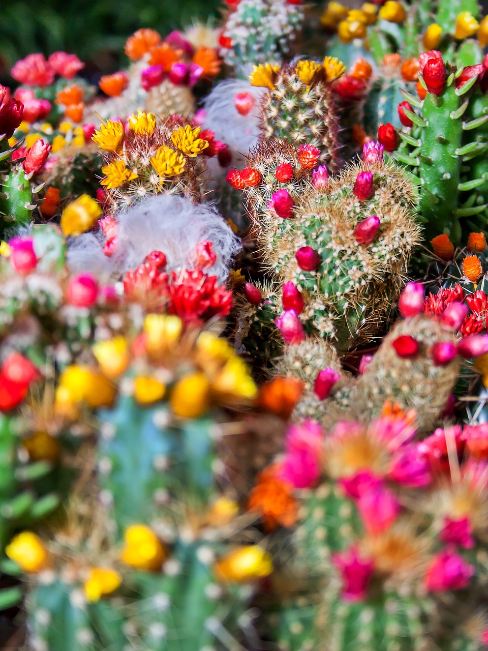 cactus spur plant free photo