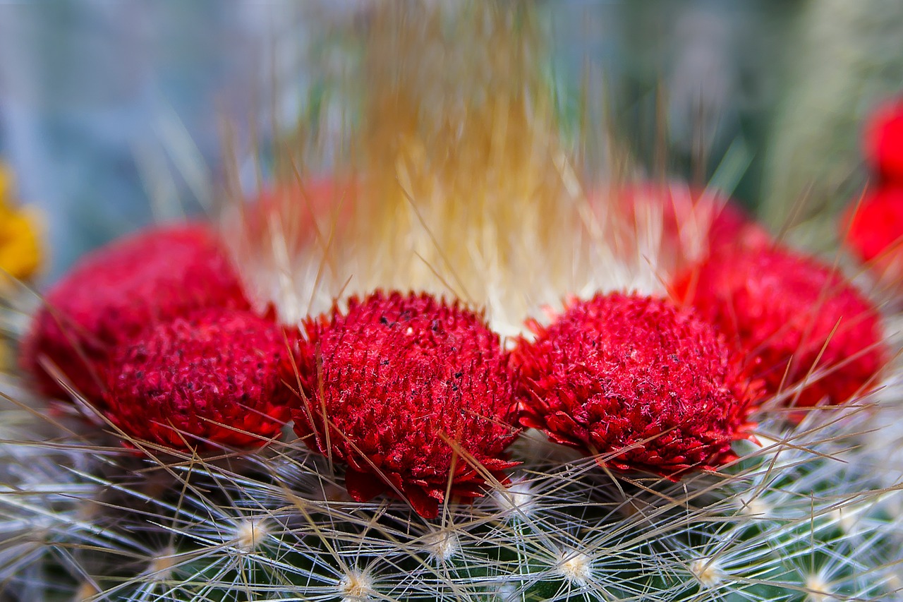cactus prickly nature free photo