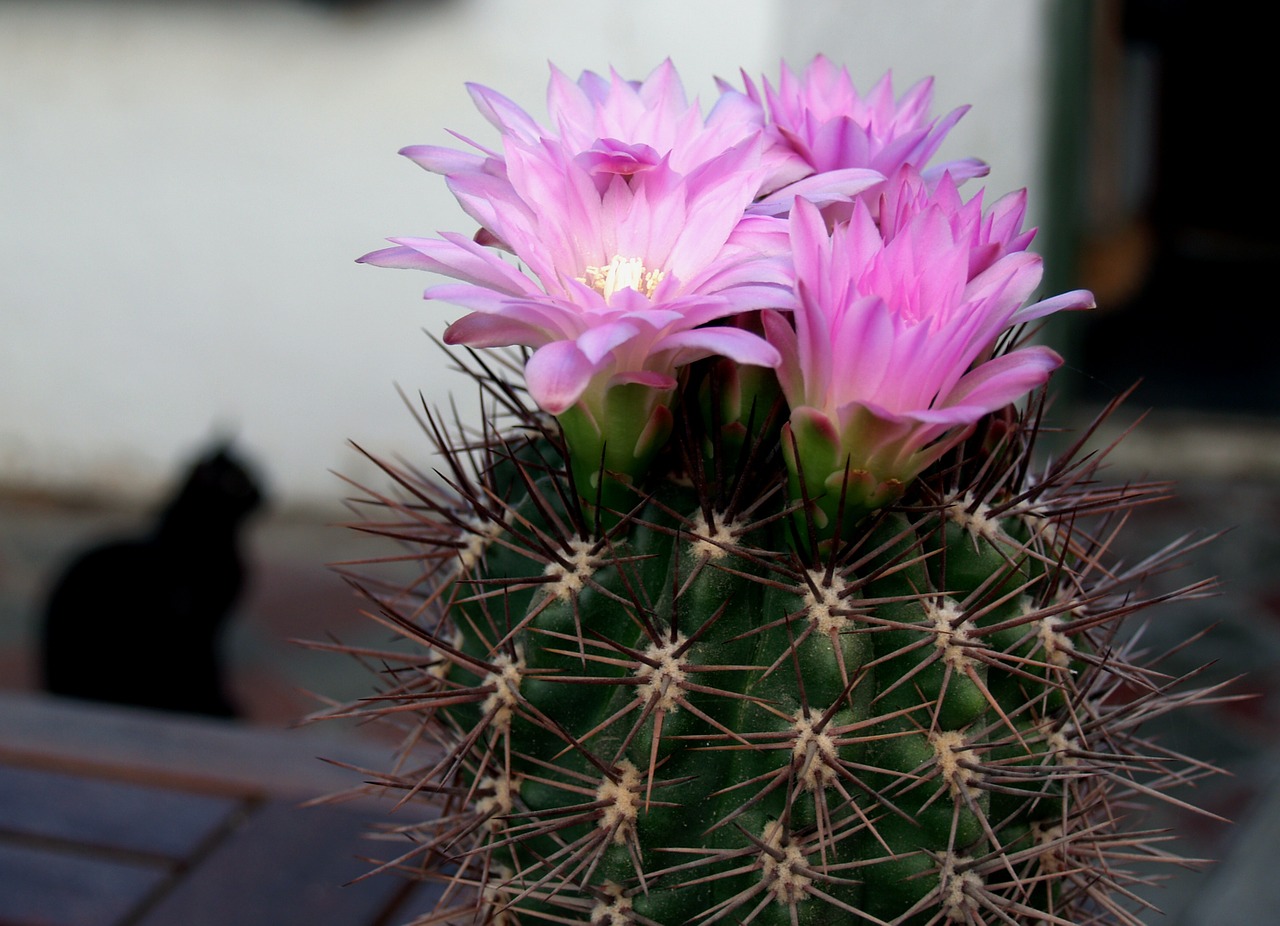 cactus flower plant free photo