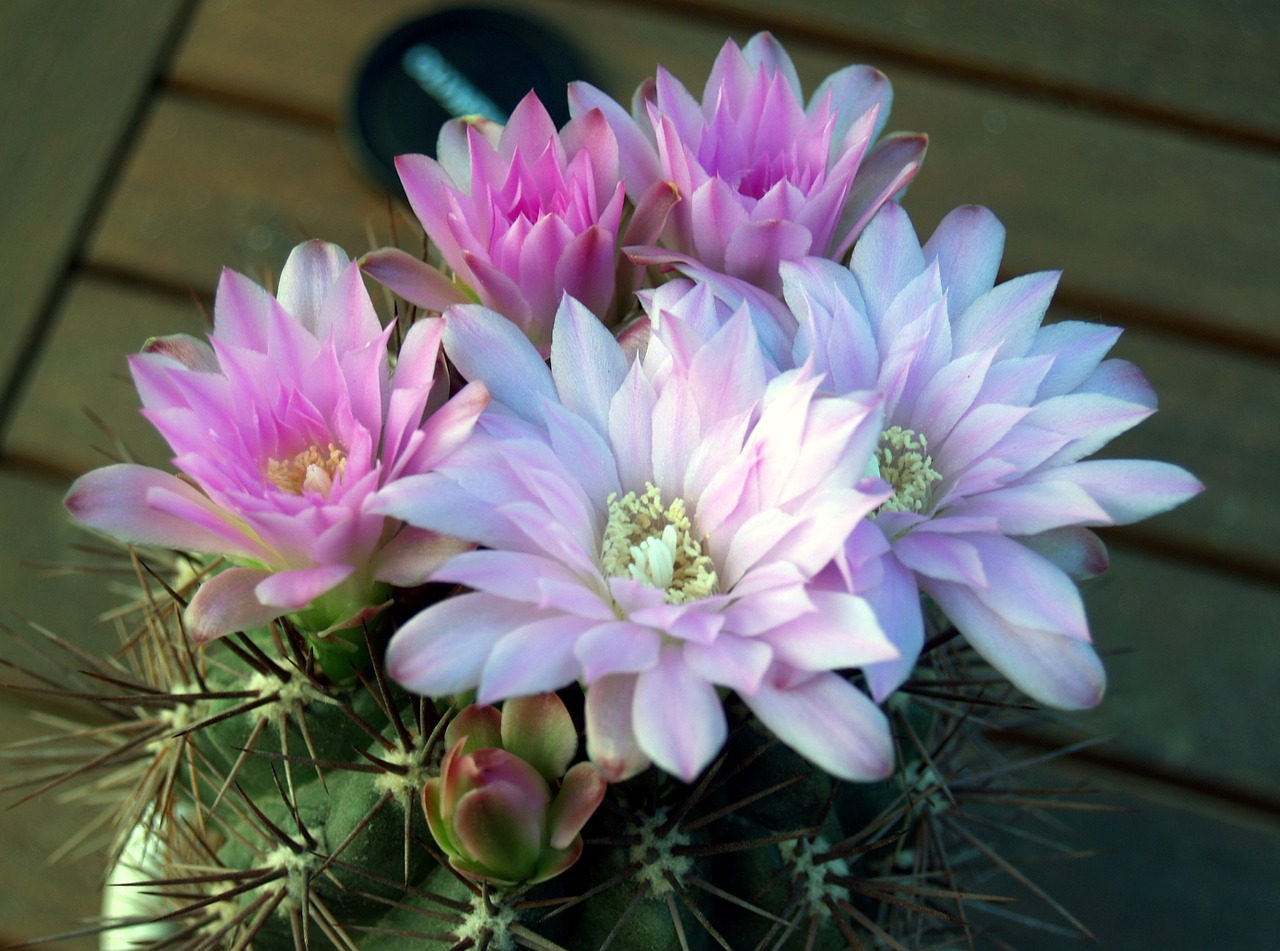 cactus flower plant free photo