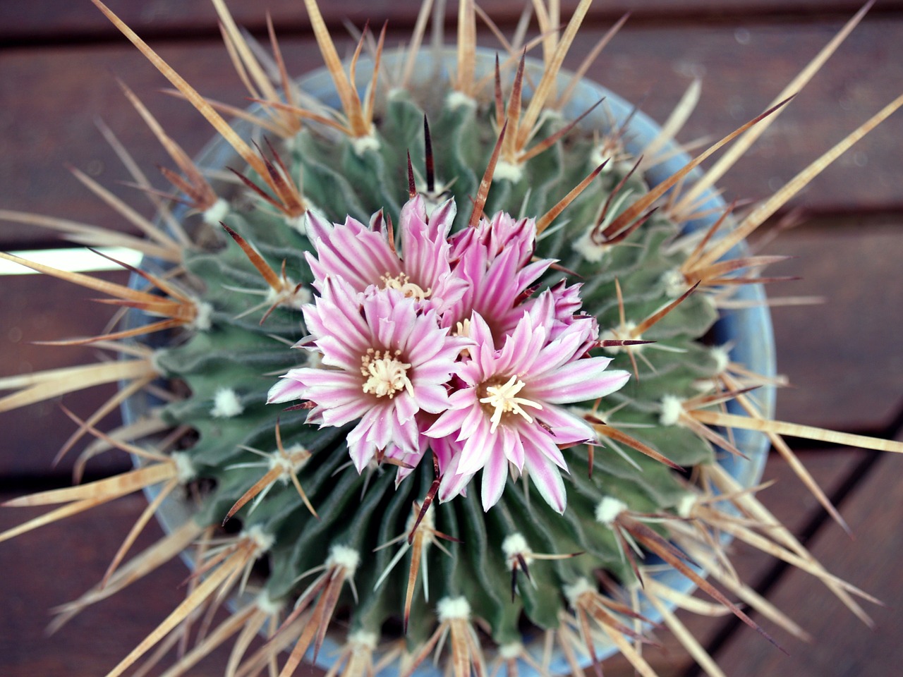 cactus flower plant free photo