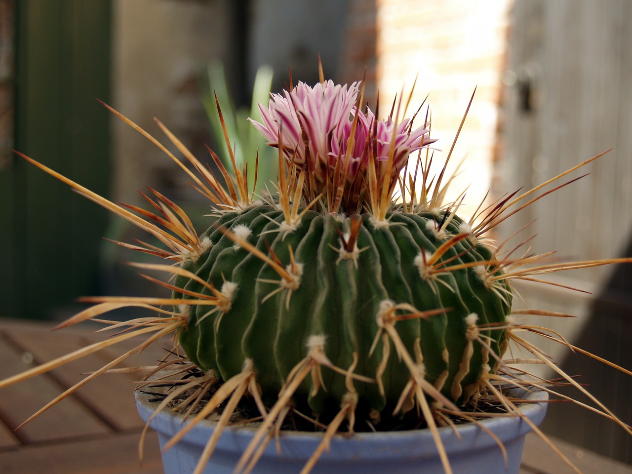 cactus flower plant free photo