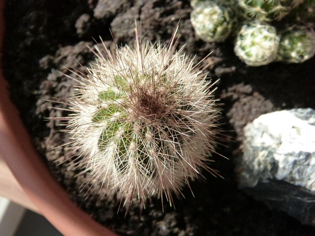 cactus spur plant free photo