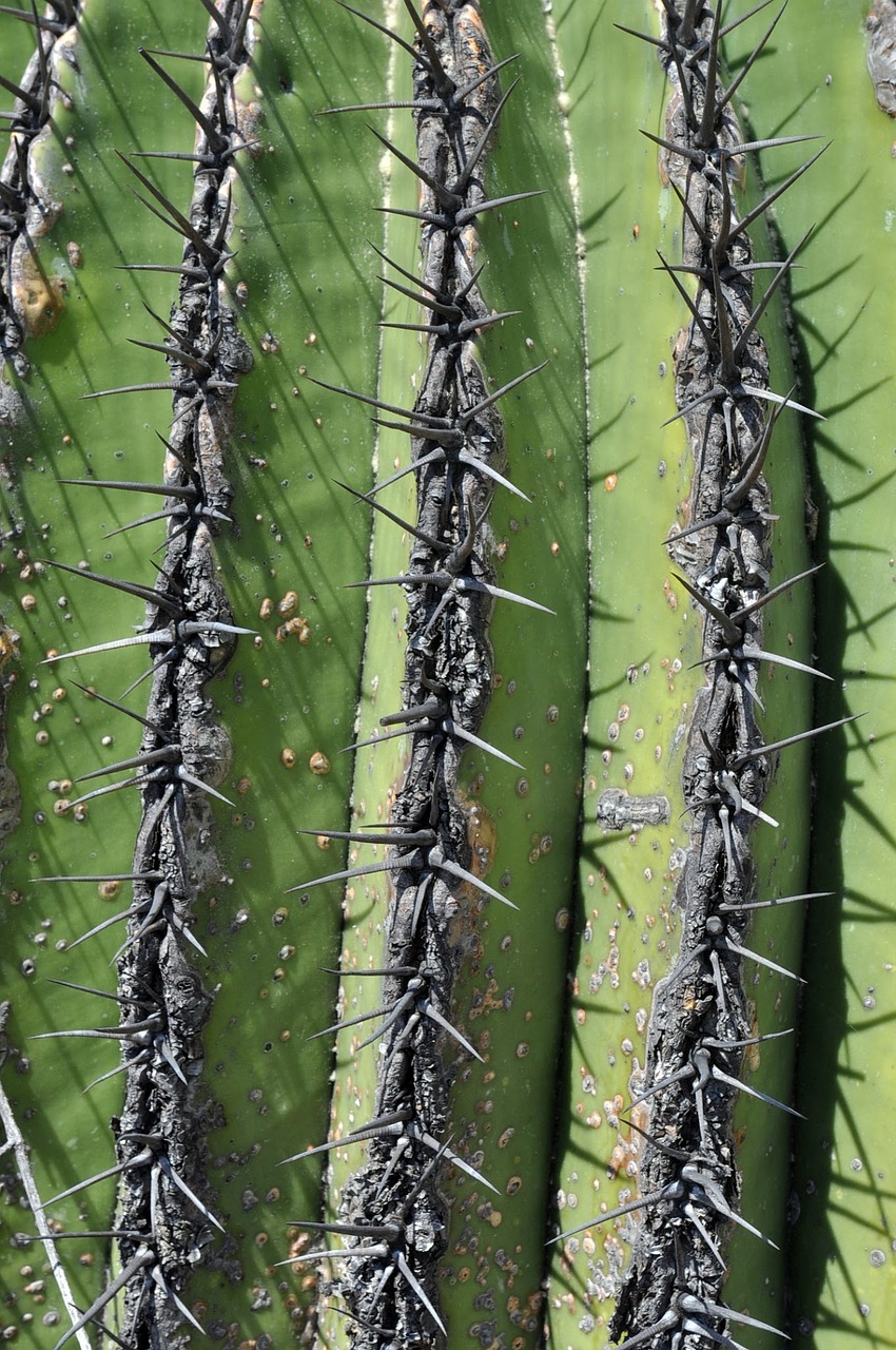 cactus plant of zapotitlan free photo