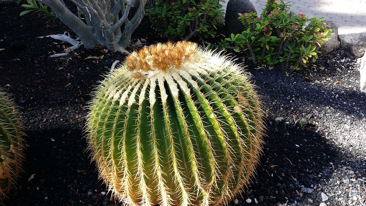 cactus golden ball cactus mother in law chair free photo
