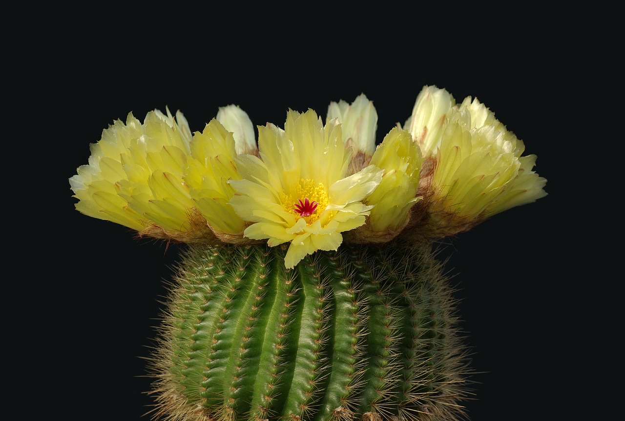 cactus cactus blossom notocactus minimus free photo