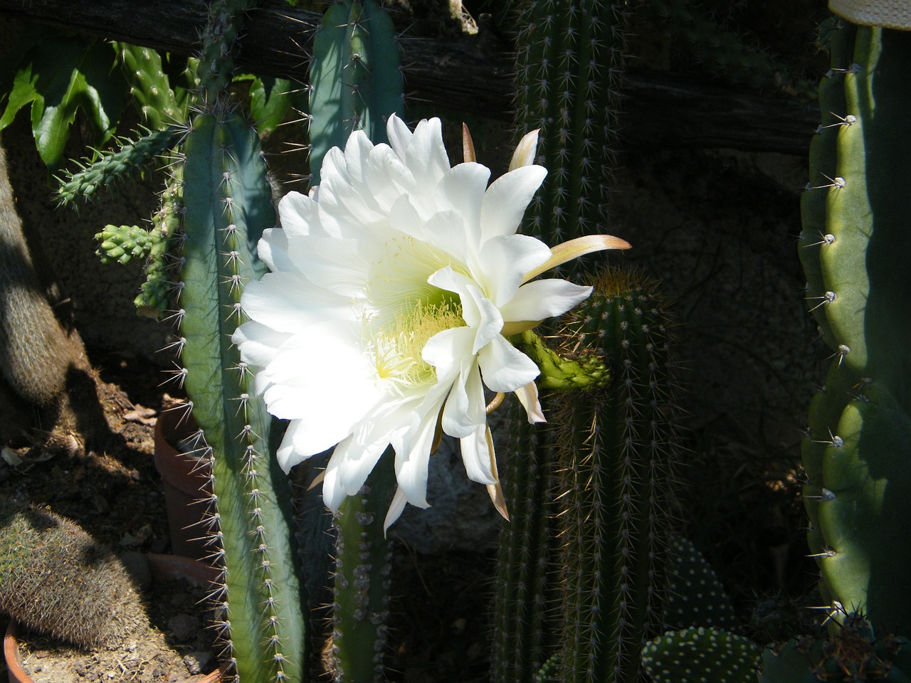 cactus flower white free photo