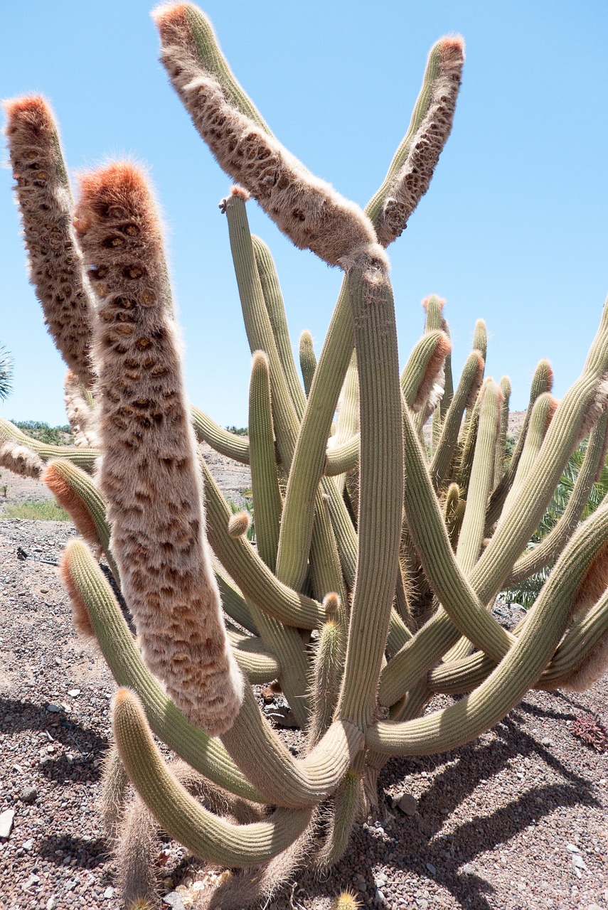 cactus plant close free photo