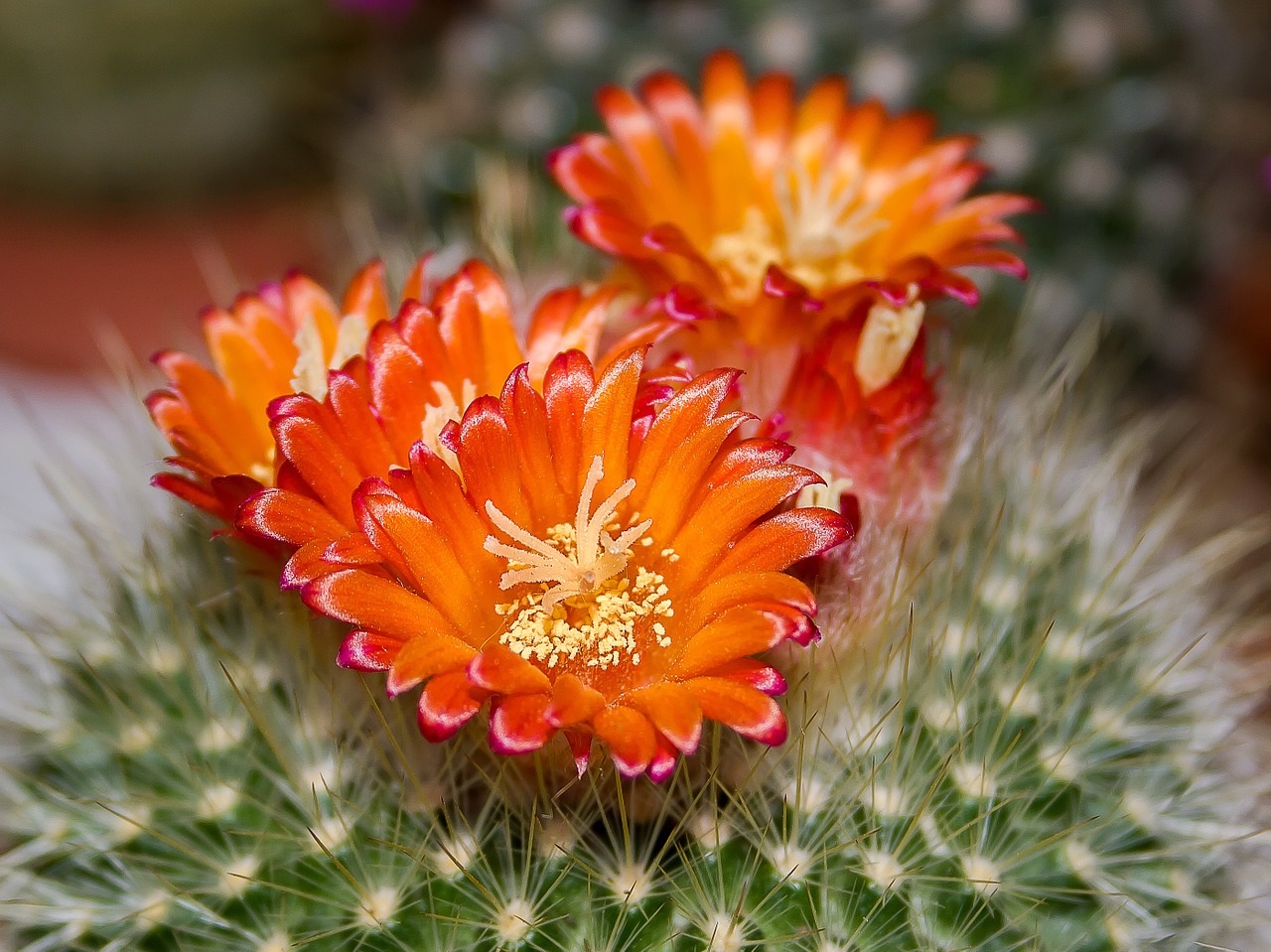 cactus blossom bloom free photo