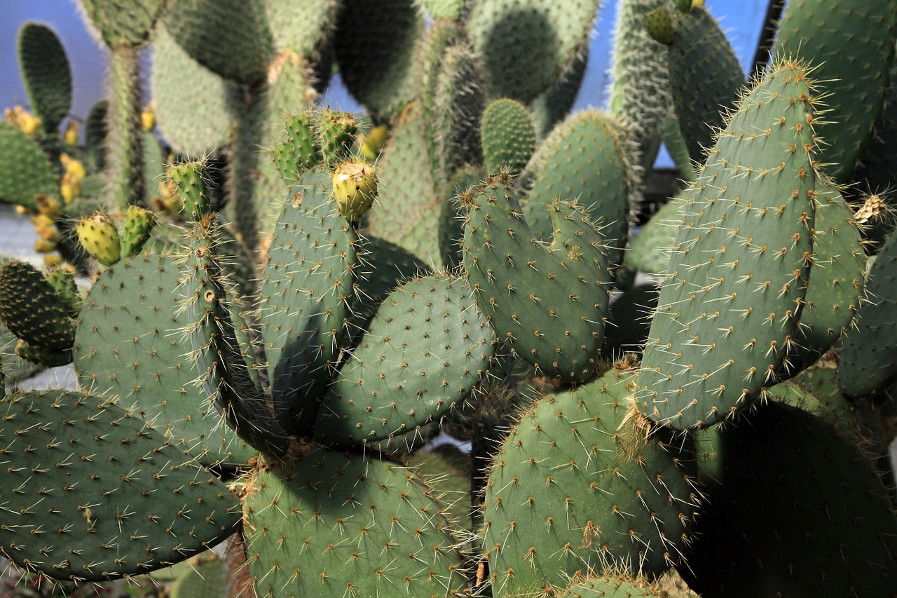 cactus green spur free photo