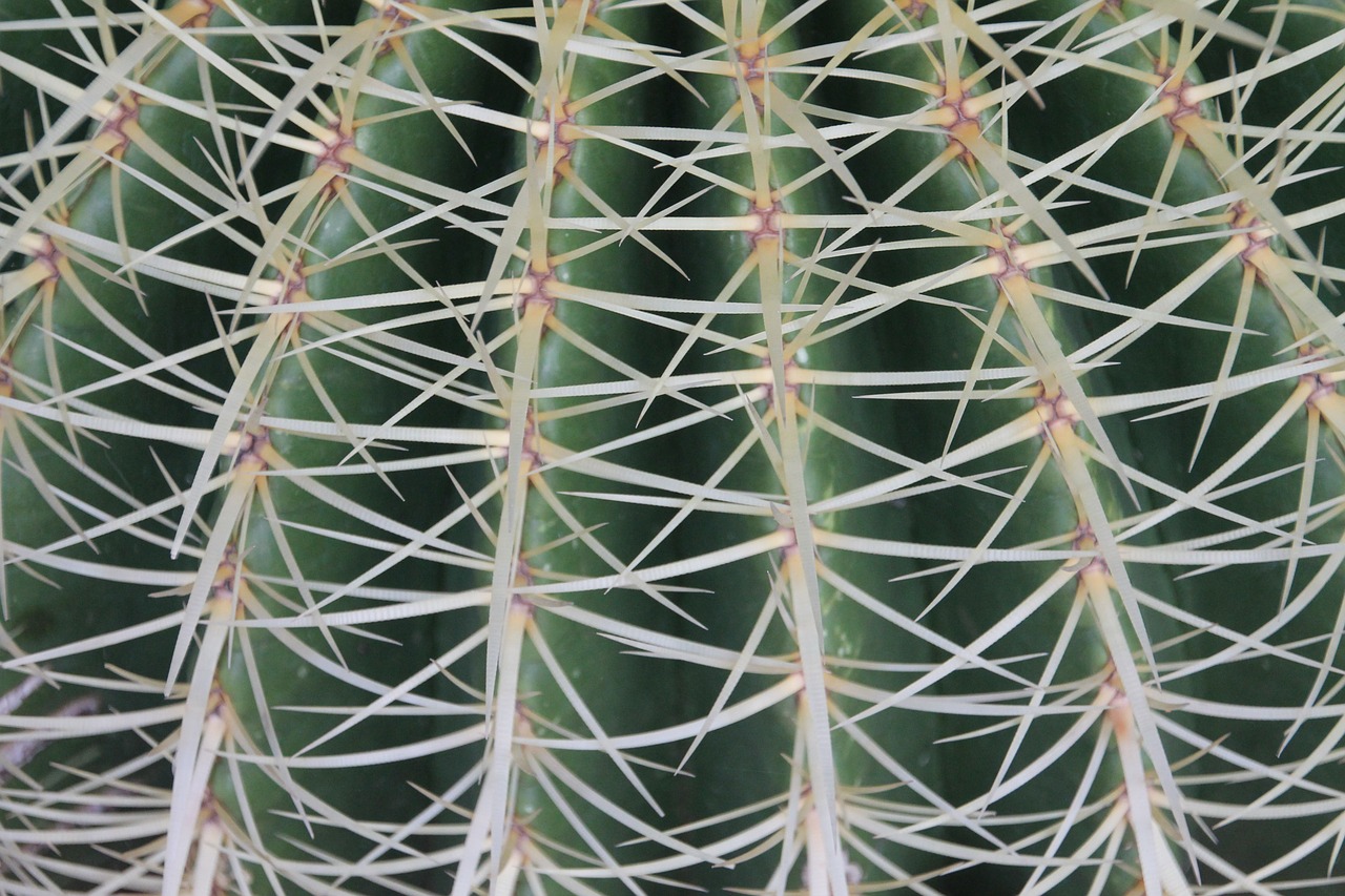 cactus thorns plant free photo