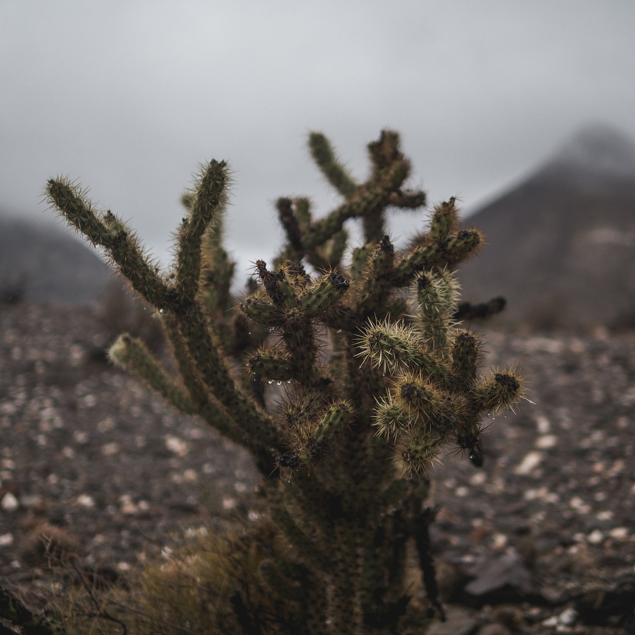 cactus plant botanical free photo