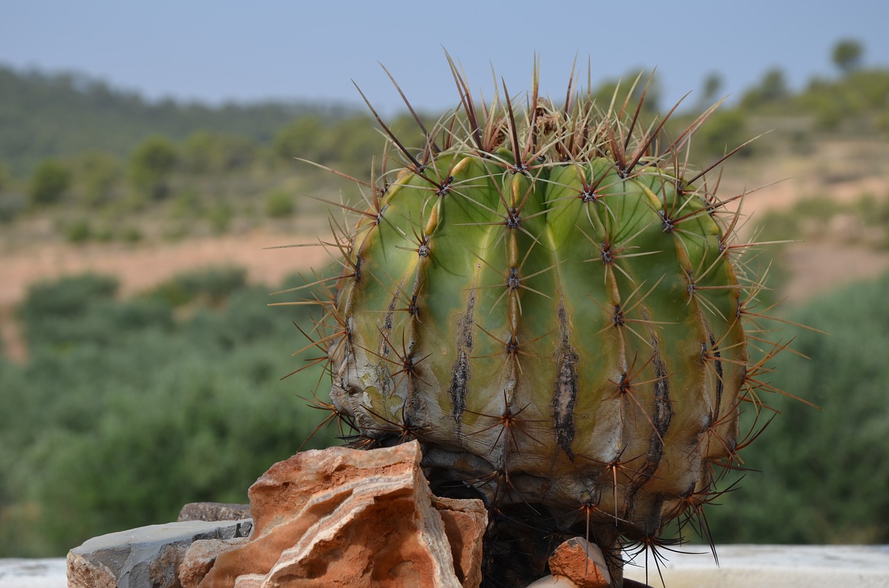 cactus plant field free photo