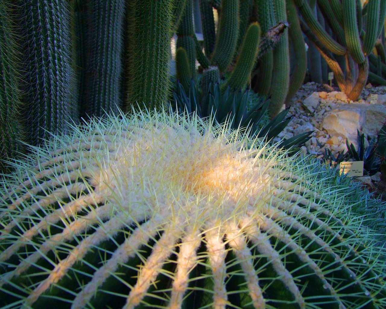 cactus cactaceae cactus greenhouse free photo