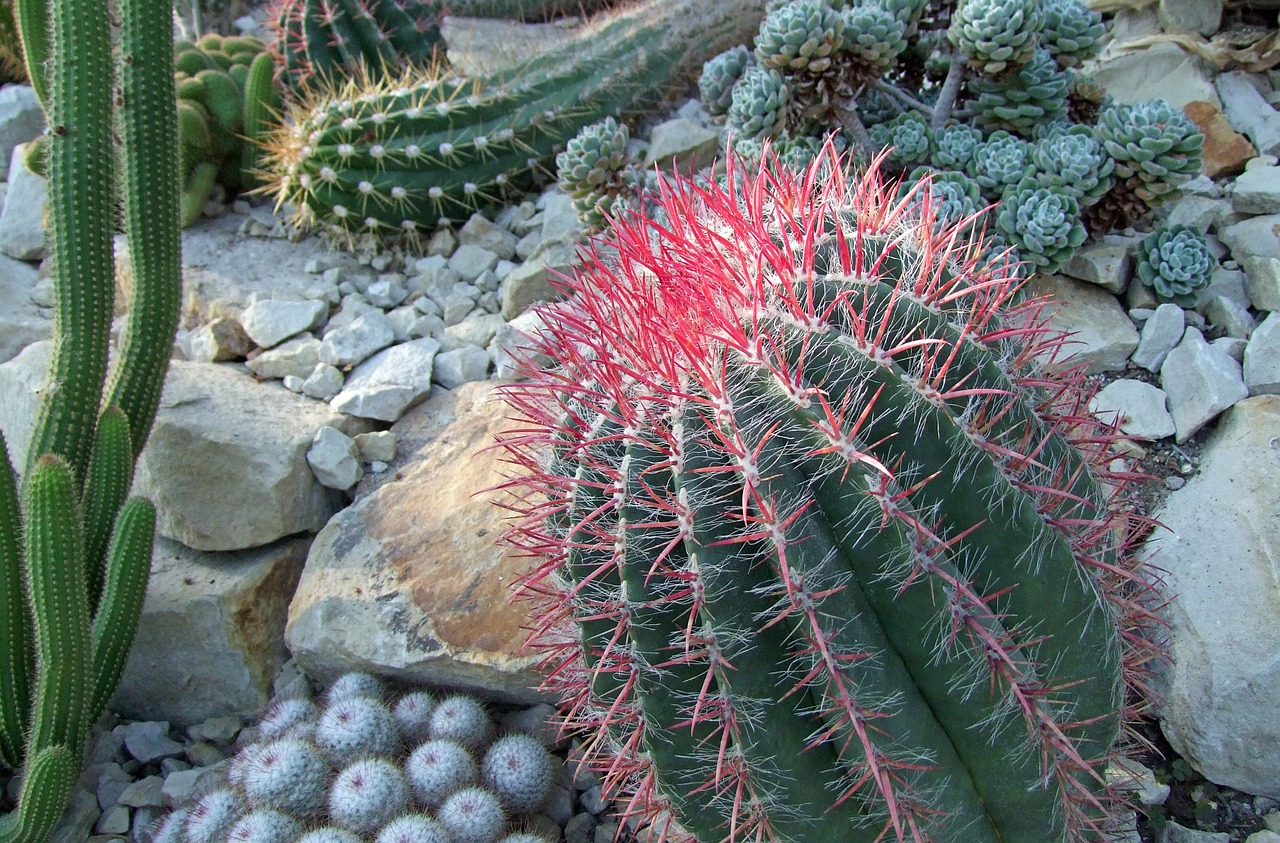 cactus cactaceae cactus greenhouse free photo