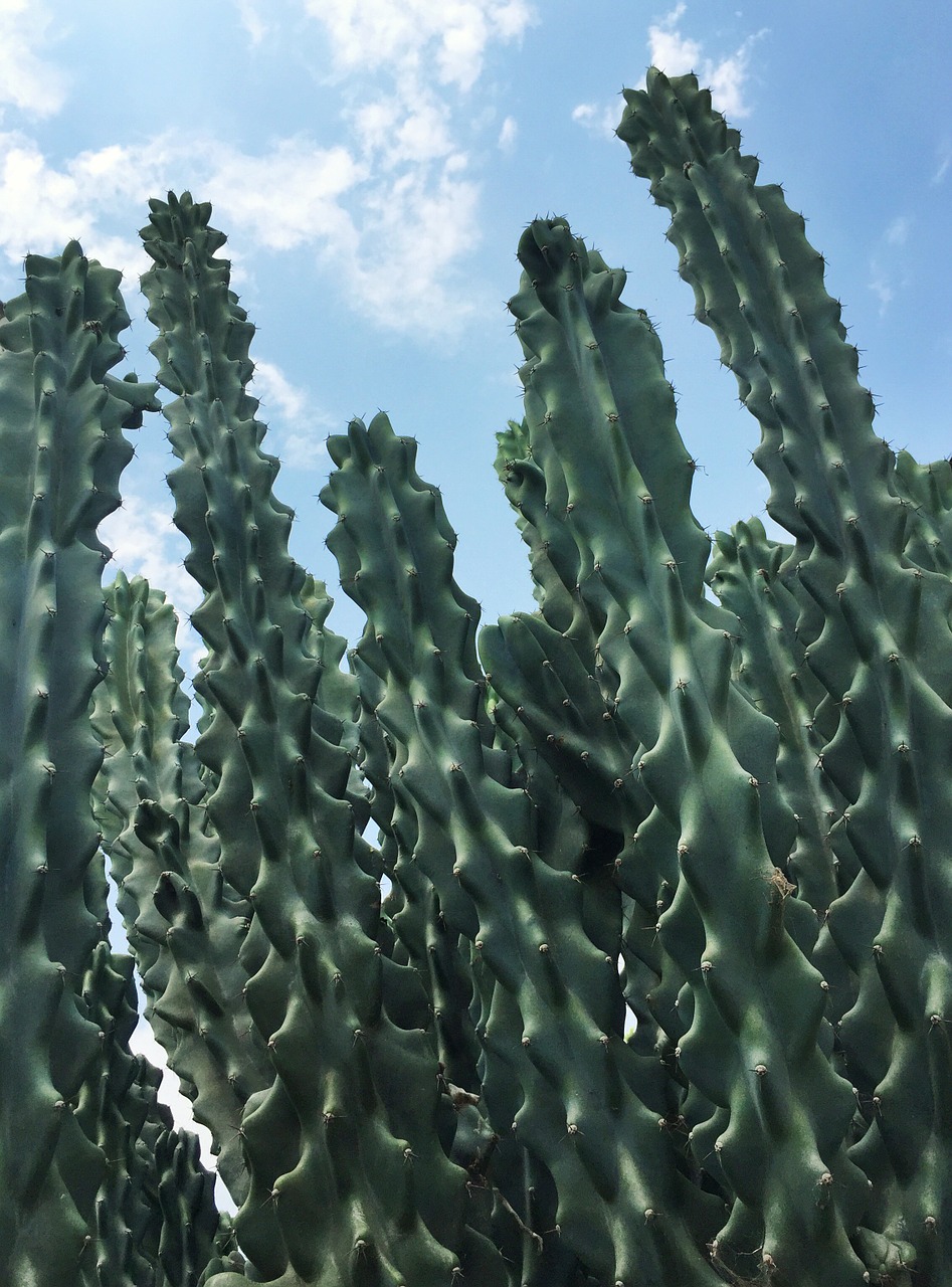 cactus plant texture free photo