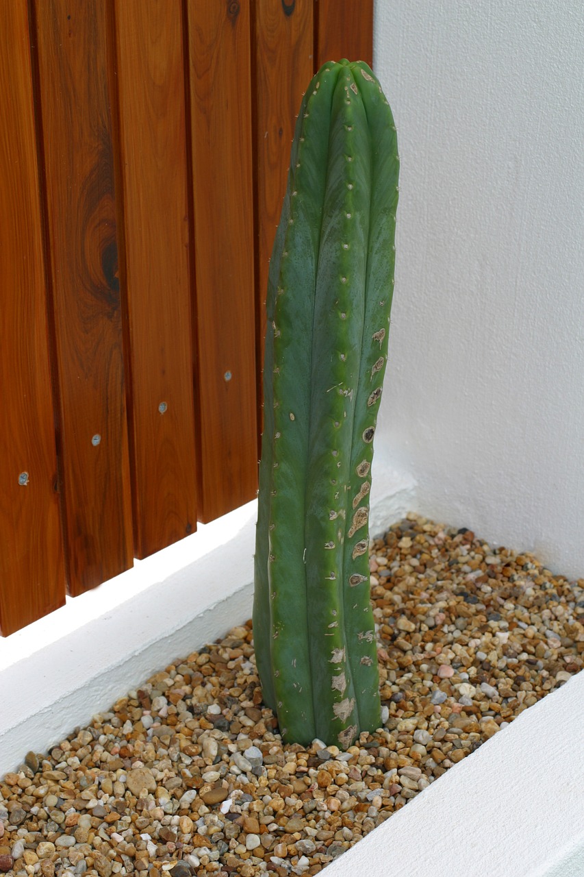 cactus plants architecture free photo