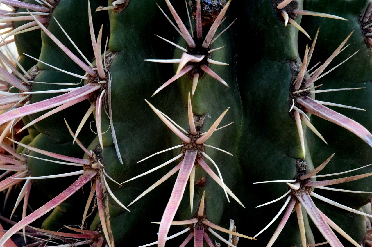 cactus quills spain free photo