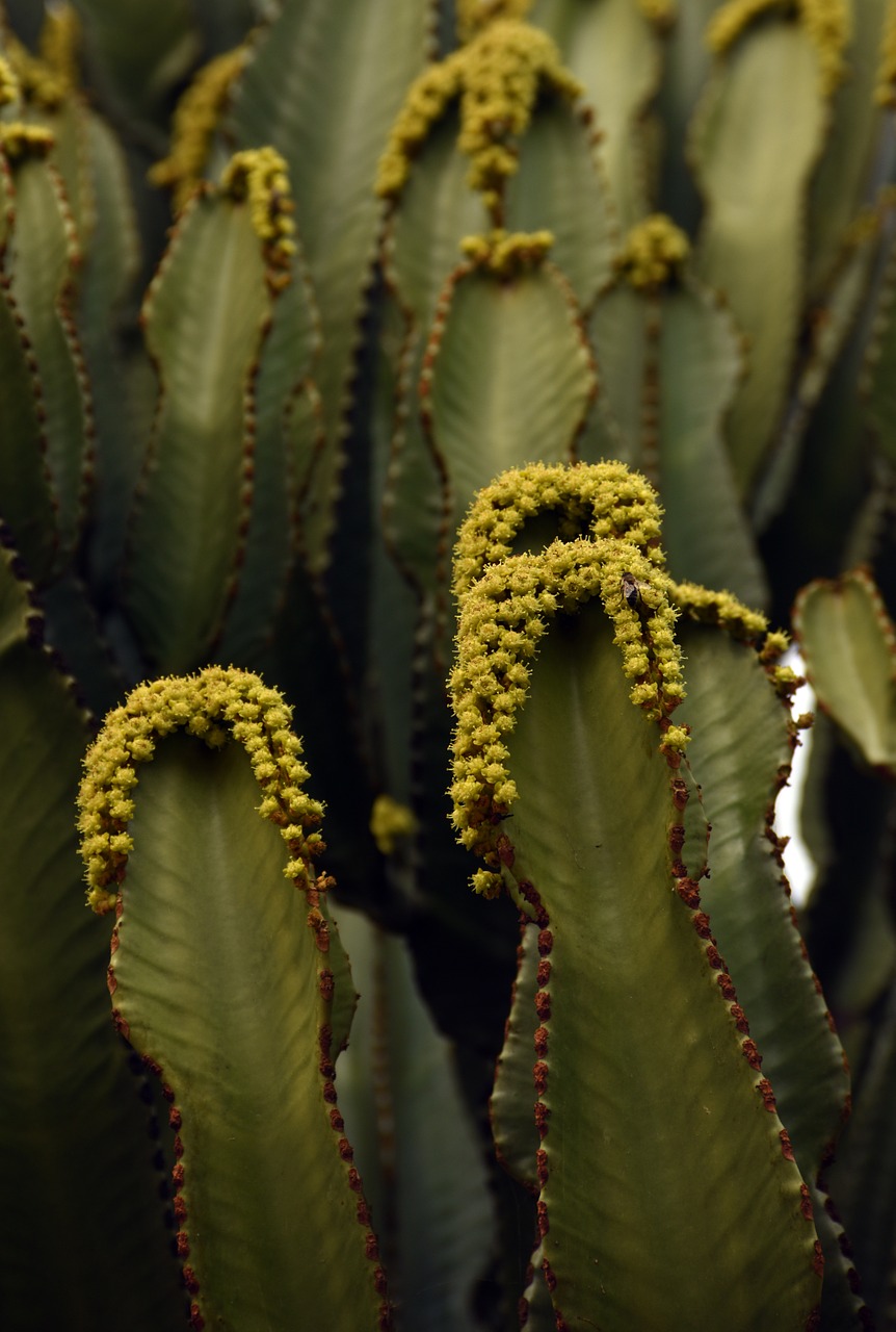 cactus flower plant free photo